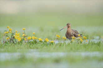 Black-tailed Godwit (Limosa limosa), Lower Saxony, Germany, Europe