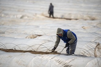 Asparagus harvest in the Rhineland, asparagus pickers at work in an asparagus field covered with