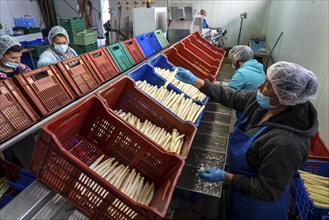 Asparagus farm, white asparagus is washed, cut and sorted by quality after harvesting, near