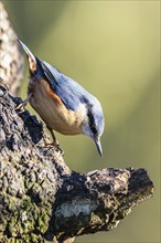 Eurasian Nuthatch, Sitta europaea bird in forest at winter sun