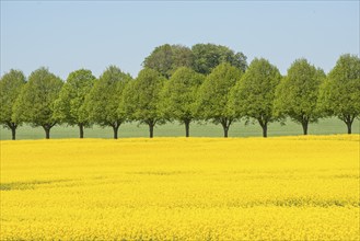 Avenue with linden trees by fields with rapeseed in Ystad Municipality, Skåne, Sweden, Scandinavia,