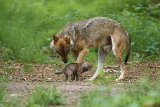 Gray wolf (Canis lupus), with a pup in the forest, summer, Germany, Europe