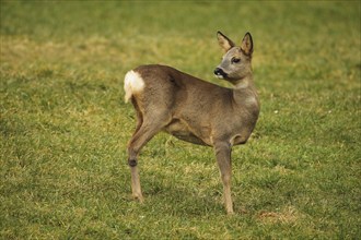 European roe deer (Capreolus capreolus) in winter coat secured in the meadow, Allgäu, Bavaria,