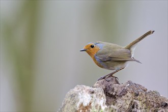 European robin (Erithacus rubecula), Lower Saxony, Germany, Europe