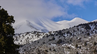 Mountain peak with snow cover, tree in the foreground and partly cloudy sky, Lefka Ori, White