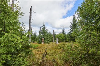 Vegetation with Norway spruce (Picea abies) and colored European blueberry (Vaccinium myrtillus) on