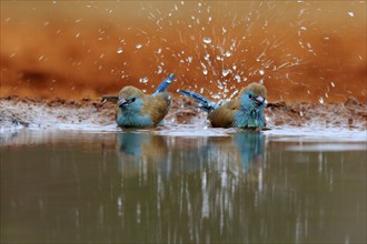 Angolan butterfly finch (Uraeginthus angolensis), blue-eared butterfly finch, adult, two birds, at