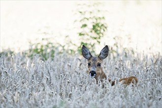 A european roe deer (Capreolus capreolus) in the middle of a wheat field, surrounded by natural