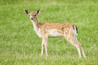 European fallow deer (Dama dama) fawn standing on a meadow, Kitzbühel, Wildpark Aurach, Austria,