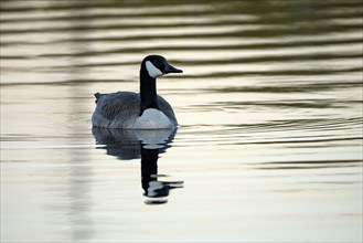 Canada goose (Branta canadensis), adult bird, in the morning light, subsidence area, Bottrop, Ruhr