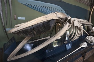 Skeleton of a fin whale (Balaenoptera physalus), Natural History Museum, opened 1889, Vienna,