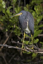 Tricolored heron (Egretta tricolor), foraging, Anhinga Trail, Everglades NP, Sanibel Island,