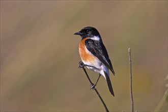 Stonechat, Saxicola torquata, Gemmi Pass, Bavaria, Bavaria, Federal Republic of Germany