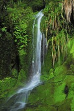 Waterfall on the Routebrun Track, Routeburn Valley, Routeburn Track, Humboldt Mountains, Mount