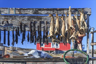 Dried fish, seal meat, whale meat, Inuit settlement, Ittoqqortoormiit, East Greenland, Greenland,