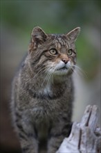 European wildcat (Felis silvestris) adult animal portrait, United Kingdom, Europe