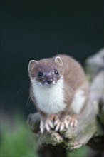 European stoat (Mustela erminea) adult animal on a tree stump, United Kingdom, Europe