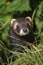 European polecat (Mustela putorius) adult animal in grassland, United Kingdom, Europe