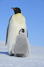 Emperor penguins, Aptenodytes forsteri, with a Chick, Snow Hill Island, Antartic Peninsula,