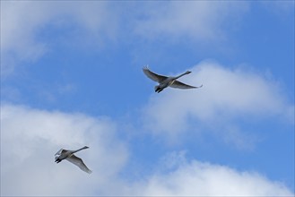 Flying swans (Cygnus), Goldhöft, Geltinger Birk, Gelting, Schleswig-Holstein, Germany, Europe