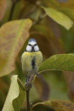 Blue tit (Cyanistes Caeruleus) adult bird amongst autumnal leaves of a garden Magnolia tree in the