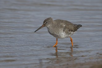 Common redshank (Tringa totanus) adult bird in a coastal lagoon, Norfolk, England, United Kingdom,