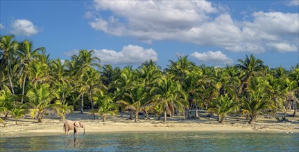 Dream beach under palm trees with elephant Africa