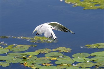 Lake Baldeney, Ruhrstausee, seagull flies over water lilies, Elodea waterweed plants, in the lake,