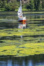 Green carpet of plants on Lake Baldeney in Essen, proliferating aquatic plant Elodea, waterweed, an