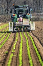 Agriculture, herb gardening, parsley is planted in rows in a field with a planting machine