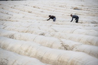 Asparagus harvest in the Rhineland, asparagus pickers at work in an asparagus field covered with