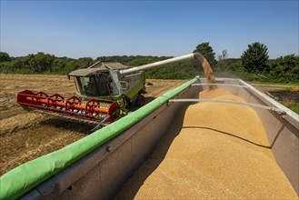 Agriculture, grain harvest, wheat, combine harvester harvesting in a wheat field, grain tank being