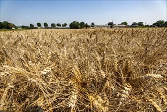 Agriculture, grain harvest, wheat, wheat field, shortly in front of harvest, ears of wheat, near