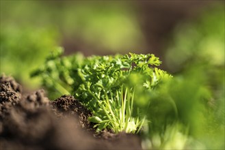 Agriculture, herb gardening, parsley plants, in a field, with a planting machine, planted in rows