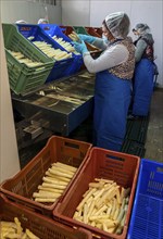 Asparagus farm, white asparagus is washed, cut and sorted by quality after harvesting, near