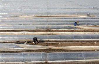 Asparagus harvest in the Rhineland, asparagus pickers at work in an asparagus field covered with