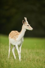 European fallow deer (Dama dama) buck standing on a meadow, Kitzbühel, Wildpark Aurach, Austria,