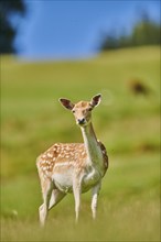 European fallow deer (Dama dama) doe standing on a meadow, Kitzbühel, Wildpark Aurach, Austria,