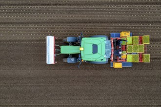 Lettuce plants are planted with a planting machine, Agriculture, Spring