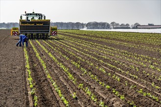 Vegetable cultivation, celery plants are planted in the field with a planting machine,