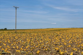 Field with Styrian oil pumpkins, partly dried up due to the drought in summer 2020, on the Lower