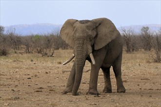 African elephant (Loxodonta africana), adult, foraging, Kruger National Park, Kruger National Park,