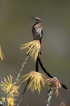 Cape Honeybird (Promerops cafer), adult, male, singing, on flower, Protea, Kirstenbosch Botanical