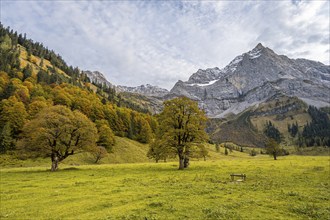 Maple tree with autumn leaves, autumn landscape in Rißtal with Spritzkarspitze, Großer Ahornboden,