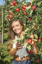 Young attractive blonde smiling woman picking apple in Scania fruit district, Kivik, Österlen,