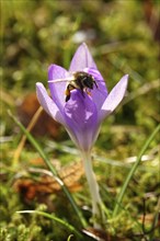 Crocus blossom with a bee, February, Germany, Europe