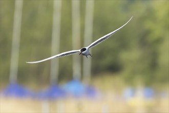 Common tern (Sterna hirundo) adult bird in flight, Suffolk, England, United Kingdom, Europe