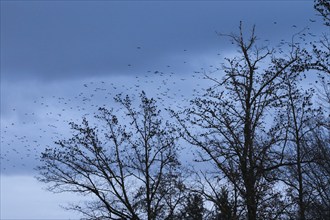 Starlings gather in treetops at dusk, Switzerland, Europe