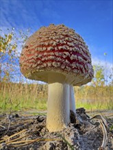 Red fly agaric (Amanita muscaria), poisonous mushroom, red cap with white spots, lucky mushroom,