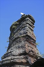 The Jungturm in the Palatinate Forest, a popular climbing rock in the Southern Wine Route